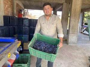 manisada 2025 zeytin hasadi basladi kalite ve fiyatlar ureticiyi sevindiriyor GnuLlyWX.jpg