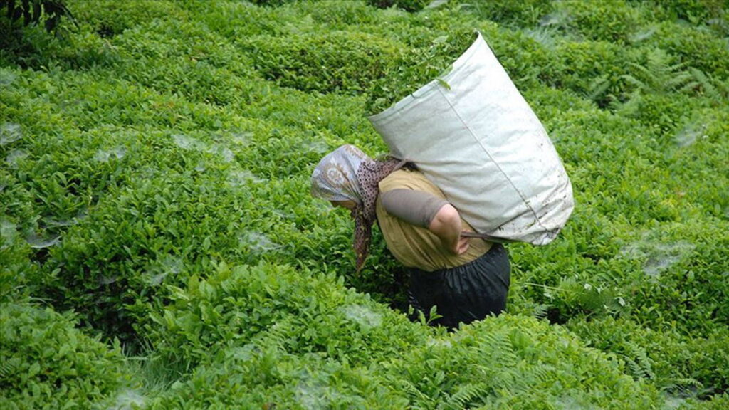 2026 Yaş Çay Alım Fiyatı Belirlendi: Tarım ve Orman Bakanlığı’ndan Açıklama